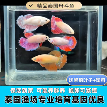 Thai Betta Female Fish Can Spawn and Breed, Can Be Mixed with Bettas, Durable and Cute Small Tropical Fish