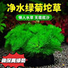 Green Chrysanthemum Grass Oxygenated Spherical Water Grass Is a Complete Set of Betta Fish Tank Landscaping Without Bottom Sand to Purify Water Quality