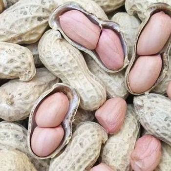 Raw Peanuts with Shells, Large Capsules, White Sand Peanuts, Seasonal Farm Fresh Sun-Dried Peanuts, Raw Peanuts with Shells, Can Be Boiled