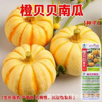 Orange Beibei Pumpkin Seeds Small Fruit Orange Yellow Four-Season Chestnut Flavor Potted Field Spring, Summer and Autumn Vegetable Seeds