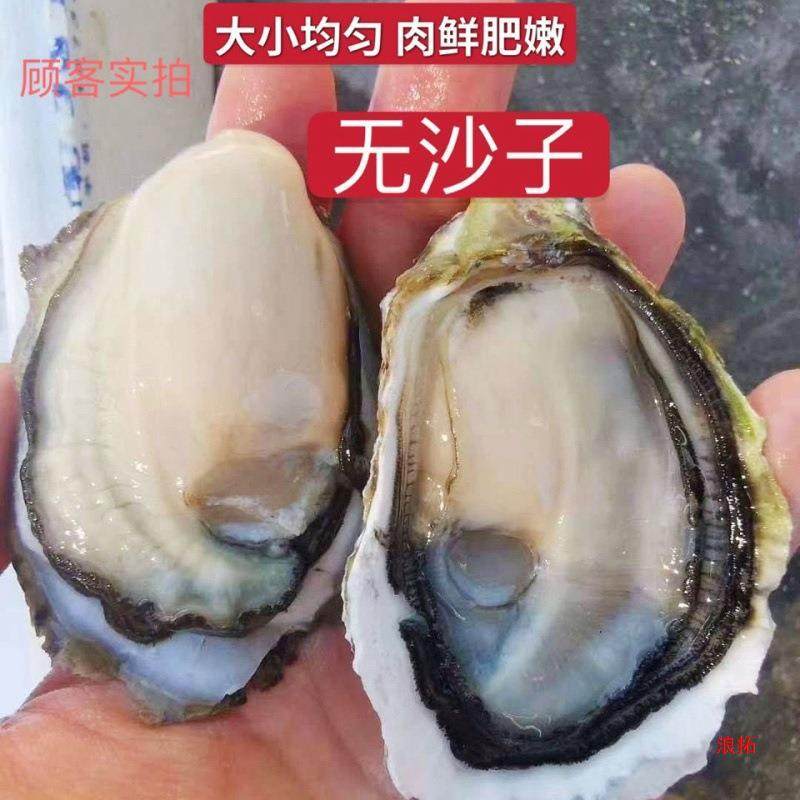 Oysters, Fresh Oysters in Shells from Fujian, Purified Sea Oysters, Freshly Caught and Shipped, Shellfish, Seafood Products, Cross-Border Shipping