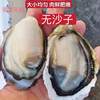 Oysters, Fresh Oysters in Shells from Fujian, Purified Sea Oysters, Freshly Caught and Shipped, Shellfish, Seafood Products, Cross-Border Shipping