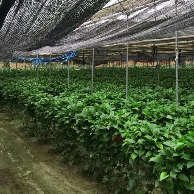 180盆栽室内水培绿植物净化空气花卉绿箩盆