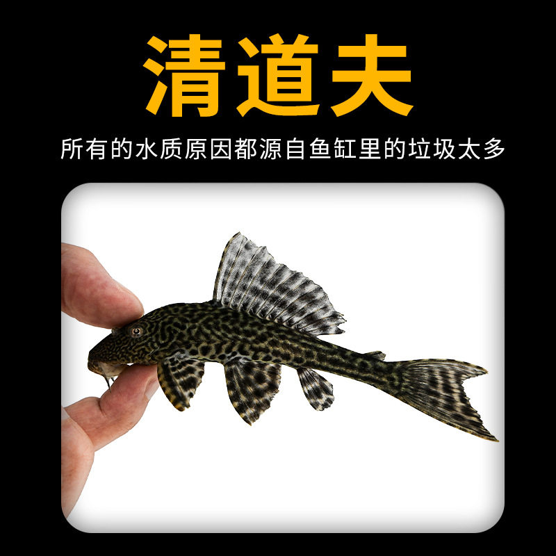 Fish Tank Cleaner Fish Scavenger Ornamental Tropical Freshwater Cold Water Eats Feces Garbage Cleans Feces Algae Residual Bait