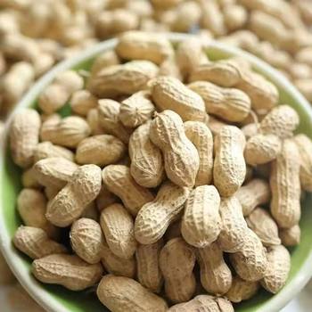 The season's new shelled raw peanuts, dried peanuts, large particles, self-produced and dried by farmers, a large amount of in stock