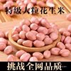 Discounted Fresh Peanuts 2.5kg Large Pieces Raw Peanuts 10 White Sand Large Oil-Pressed Peanuts Freshly Peeled New Skin