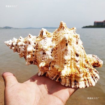 Conch Shell Large Ornaments Shell Crafts Large Shell Home Fish Tank Landscaping Style Wholesale Dropshipping