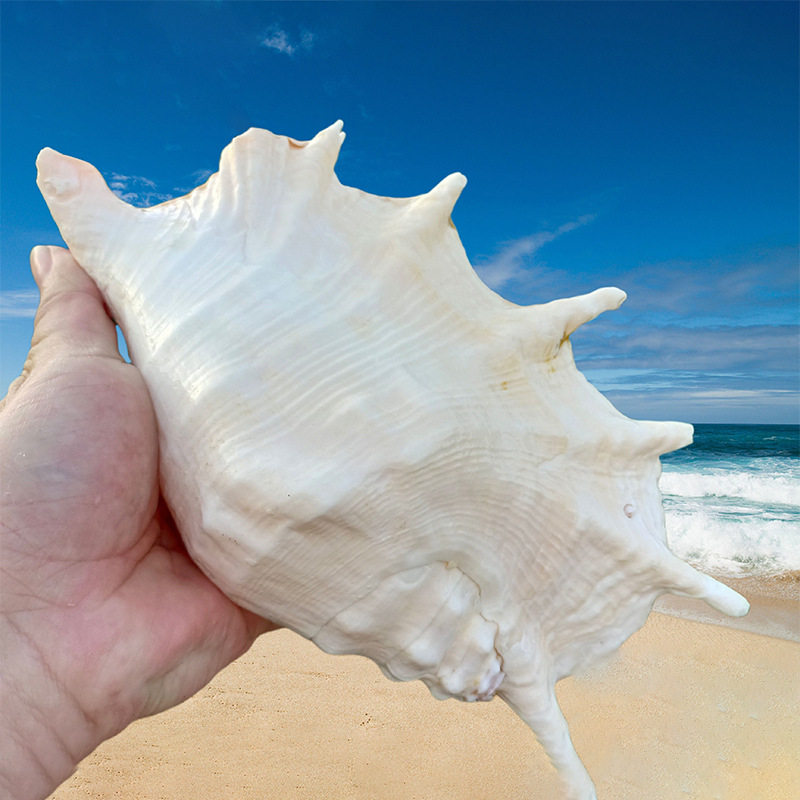 Large Seven-Sided Conch Shell, Conch, Starfish, Fish Tank, Aquarium, Creative Landscaping, Hermit Crab Replacement Shell, Decorative DIY Ornaments