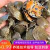 Live Young Turtles for Outdoor Pond Farming, Turtle Eggs, Water Turtles, Turtle Eggs, Chinese Turtle Eggs, Live Farming, Direct Delivery from the Farm