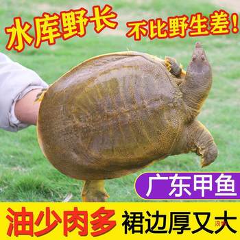 Wholesale Live Turtles from Outdoor Ponds, Ecologically Raised, Free Shipping, Chinese Softshell Turtles, Live and Fresh, Hormone-Free