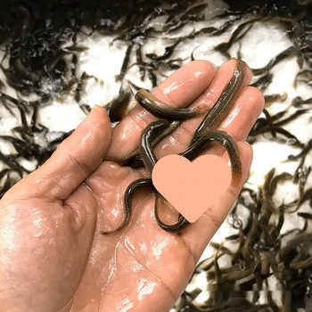 Taiwanese Loach Fry Small Loach Live Pet Fish Dragon Fish Turtle Raft Fishing Small Fish Freshwater Feed Fish Loach