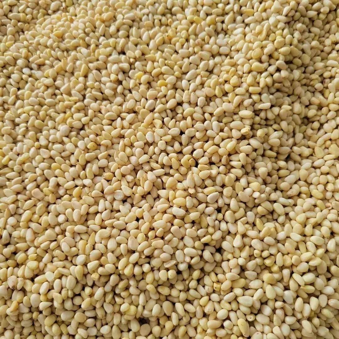 Shelled Pine Nuts, Pine Nuts, Pine Nut Kernels, Sea Pine Nuts Wholesale and Delivery