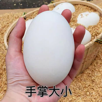 Hot Selling Fresh Goose Eggs, Farm-Raised Free-Range Goose Eggs, Wild River Water-Raised Goose Eggs, Large and Good Eggs