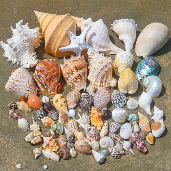 Natural Shell Conch Starfish Hermit Crab Replacement Shell Handmade DIY Shell Photo Frame Fish Tank Landscaping Large Conch Shell