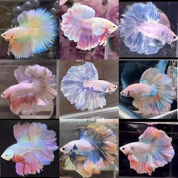 Thai Betta Ornamental Fish Fry, Goldfish, Tropical Easy-To-Keep Live Small Fish Tank, Freshwater Half-Moon Pet Wedding Dress Fish