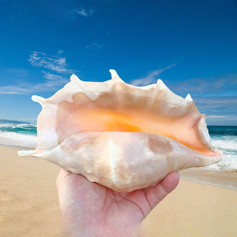 Large Seven-Sided Conch Shell, Conch, Starfish, Fish Tank, Aquarium, Creative Landscaping, Hermit Crab Replacement Shell, Decorative DIY Ornaments