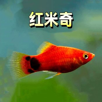 Mickey Fish Live Tropical Ornamental Fish, Live-Bearing, Directly Produce Fry, Aquarium Wholesale of Small and Medium-Sized Fish Fry