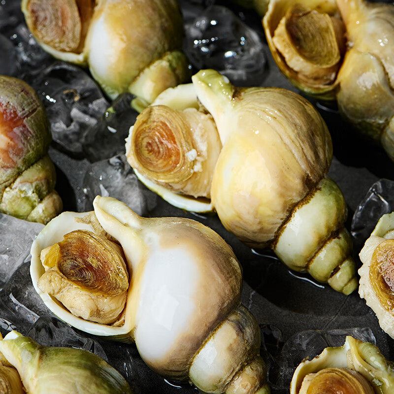 Canadian Jade Snail Conch Seafood Water Produced and Produced Meal Aid Sashimi Hot Pot Bbq Ingredients Wholesale Wild