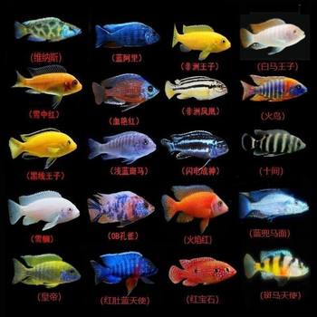 Three Lake Cichlid Fish Tropical Ornamental Fish Mixed Cichlid Freshwater Sapphire Ruby Fish Easy to Raise and Live Factory Supply