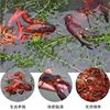Live Crayfish, Fresh, Home-Grown Aquatic Products, Standard Qianjiang City Clear-Water Crayfish, Fresh and Live