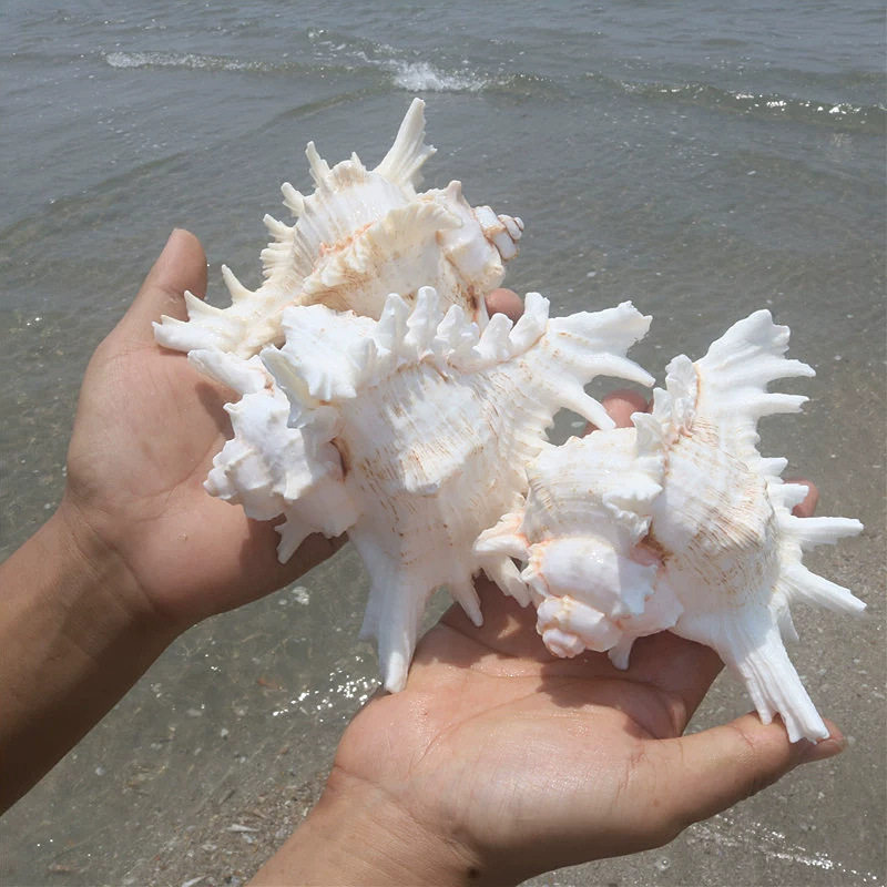 Natural Shell Conch Thousand Hand Snail Home Ornaments Decorative Fish Tank Landscape Conch Medium and Large Conch Wholesale by Jin