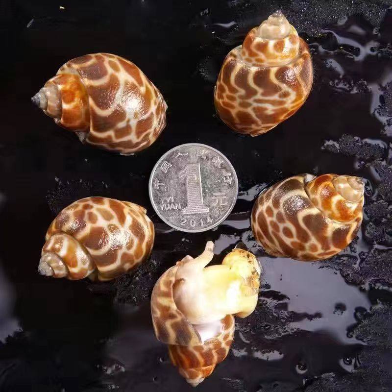 Flower Snails, Fresh Frozen Fresh Seafood Snails, Conch Fragrant Snails, Dongfeng Snails, Large Cat's Eye Snails, Frozen Flower Snails