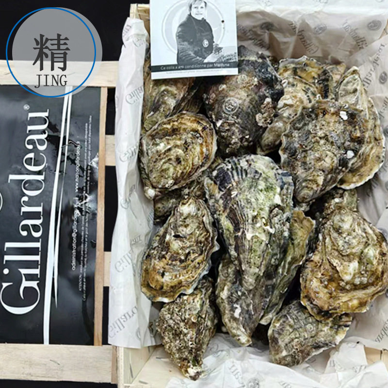 French Ginaduo Imported Oysters, Ready-To-Eat Seafood, Wholesale in Large Quantities, Fresh Live Oysters for Sashimi, Low Wholesale Price