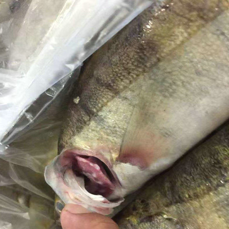Fresh Sea Bass, Fresh Seafood, Seafood, Snow Dragon Fish, Sea Bass, Semi-Finished Products, No Processing, Commercial Use