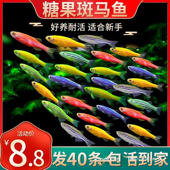 Small Fish, Tropical Fish, Ornamental Fish, Butterfly Wing, Long-Tailed Zebrafish, Guppy, Traffic Light Fish, Live Fish, Freshwater Fish, Easy to Raise
