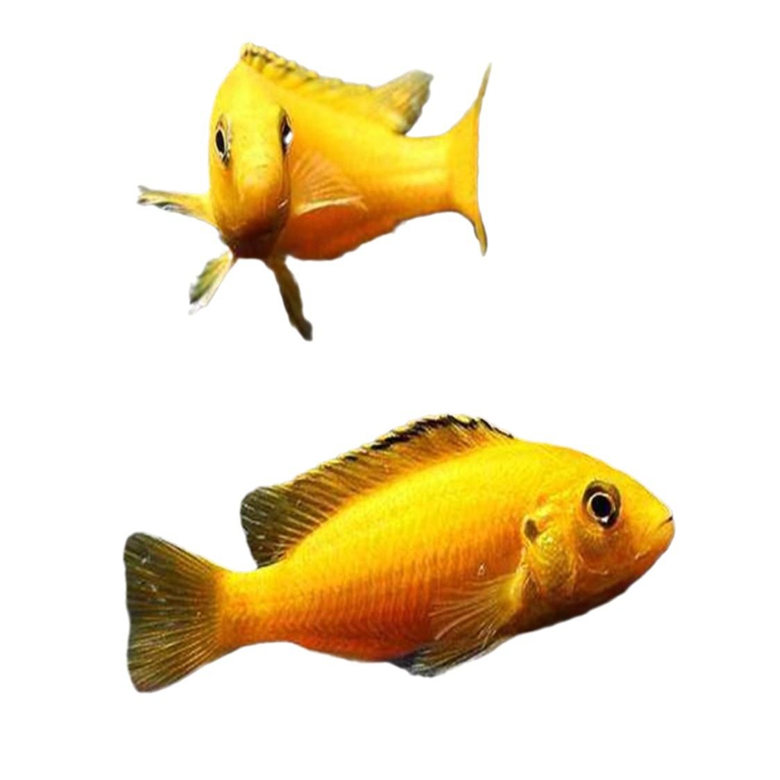 Snapper Sanhu Cichlid Fish Black Line Prince Live Horse Snapper Tan Carving Resistant and Easy to Maintain Tropical Ornamental Fish Freshwater Fish Wholesale