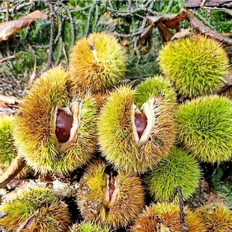 Authentic Jian'Ou High Mountain Chestnuts 2.5kg Whole Box Fresh Wild Chestnuts from Farmhouse, Raw Chestnuts Wholesale with Free Shipping and Delivery