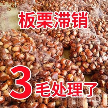 Fresh Dandong Chestnuts, Fresh Chestnuts, Tender Large Chestnuts, Wild Qianxi Chestnuts, Oil Cone Chestnuts