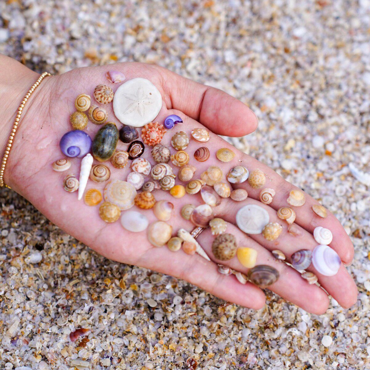 Natural Real Shell Conch Mini Shell Decoration Handmade DIY Shell Photo Frame Storage Box Fish Tank Landscaping