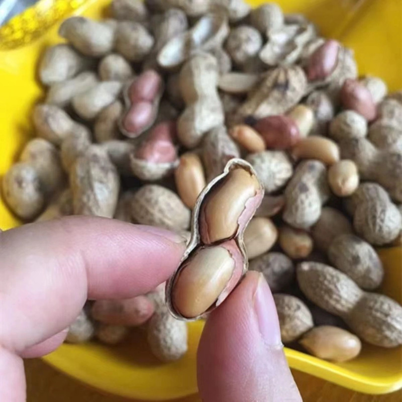 Firewood Fried Peanuts in a Large Rural Iron Pot, Original Flavor, Small Peanuts with Shells
