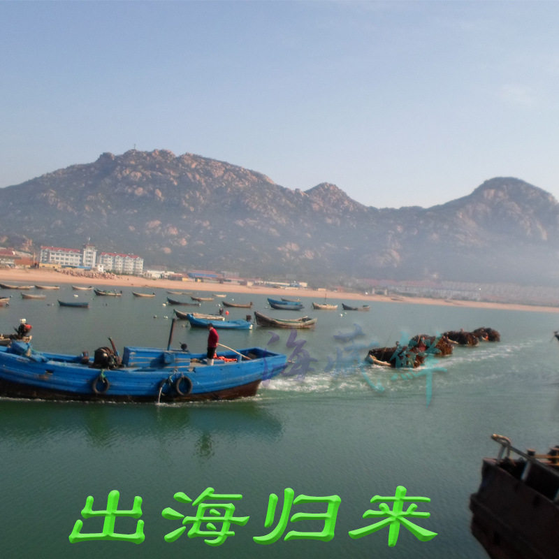 Shandong Weihai Specialty Deep-Sea Cold Water Scallop Fillets, Scallop Columns, Dried Scallops, Moderate Salt Seafood 250g