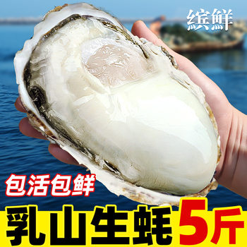 Extra-Large Fresh Oysters from Rushan, 10 Fresh Sea Oysters, 2.5kg with Box, Seafood, Extra-Large Oysters, Shell-Ready to Eat, Aquatic Product