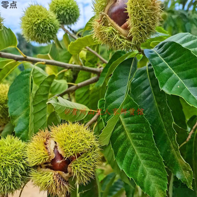 Guizhou Alpine Chestnut Fragrant Soft Powdered Noodles Fresh Chestnut Beige Flesh Oil Chestnut Sugar Fried Chestnut Raw Materials Whole Box Wholesale