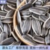 Fresh Bulk Snacks from Inner Mongolia: Large Sunflower Seeds, Nuts, Roasted Seeds, New Raw Sunflower Seeds, Original Flavor Roasted