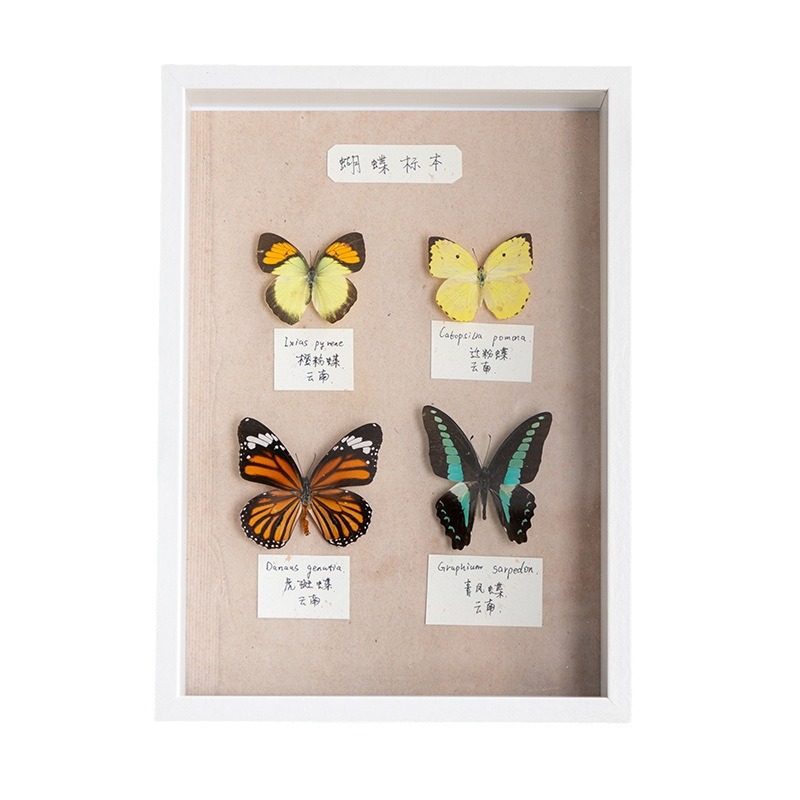Hollow photo frame decoration handmade diy real butterfly a4 insect notebook box three-dimensional frame display frame picture frame depth