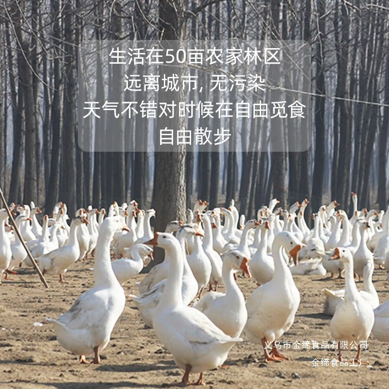 Fresh Goose Eggs for Pregnant Women, Farm-Raised Free-Range Goose Eggs, Specialty Products, Freshly Picked and Shipped, 12 Large Goose Eggs