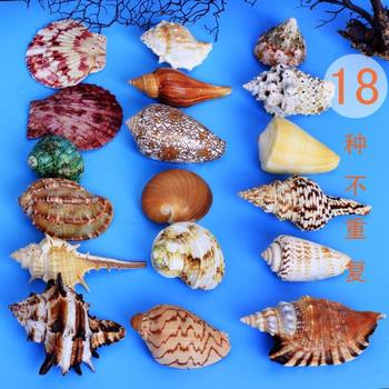 Shell Combination Natural Ocean Style DIY
