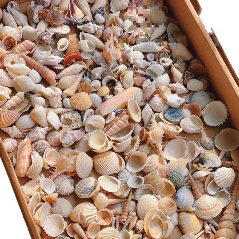 Natural Real Shell Conch Mini Shell Decoration Handmade Shell Photo Frame Storage Box Fish Tank Landscaping