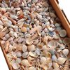 Natural Real Shell Conch Mini Shell Decoration Handmade Shell Photo Frame Storage Box Fish Tank Landscaping