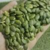 Xinjiang pumpkin seeds and kernels shelled crispy pumpkin seeds and kernels original casual fried goods without snacks wholesale and retail
