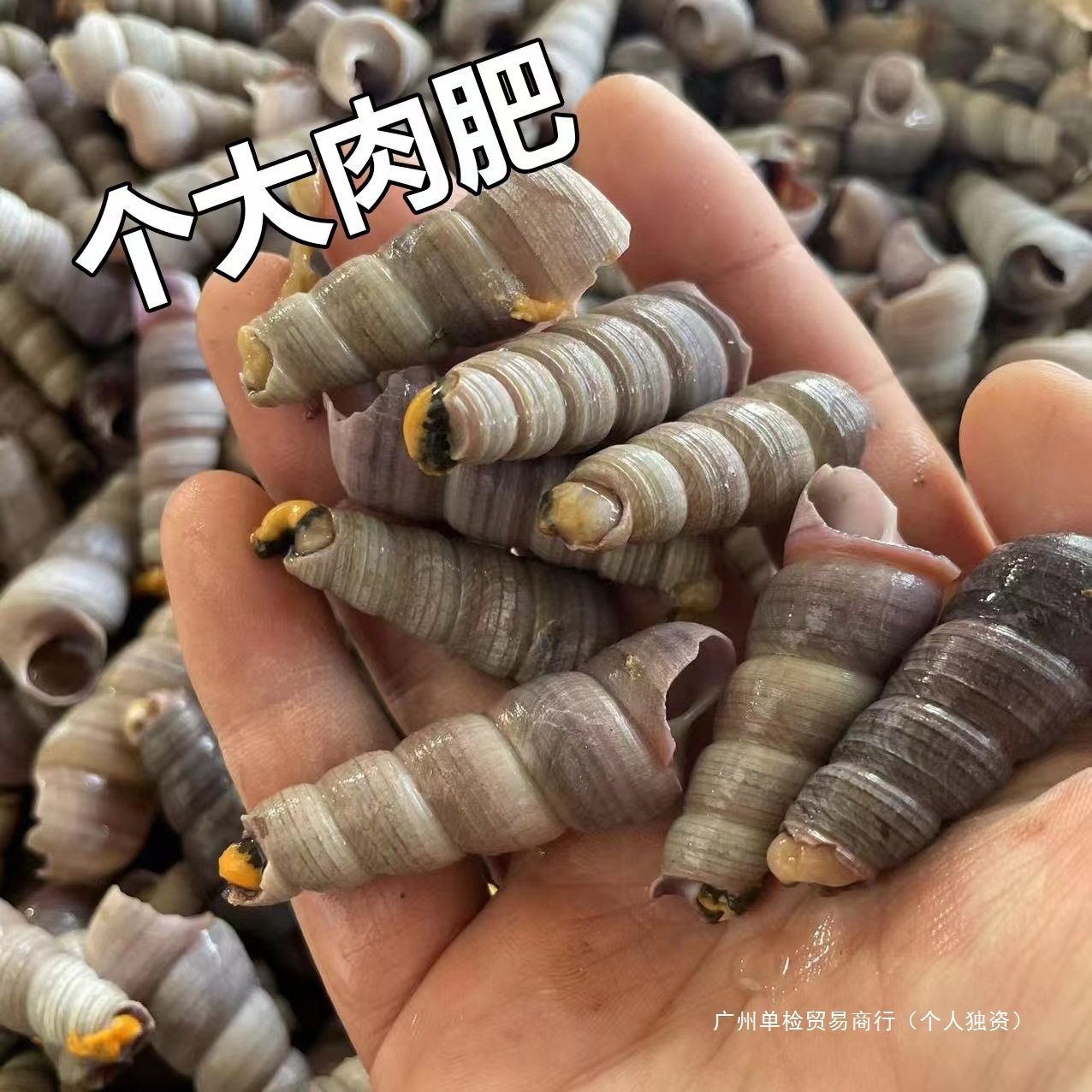 Fresh Live Large Cone Snails Without Tails, Fresh Sea Snails, Spicy Seafood, Free Shipping for Commercial Use Abalone