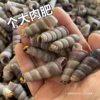 Fresh Live Large Cone Snails Without Tails, Fresh Sea Snails, Spicy Seafood, Free Shipping for Commercial Use Abalone