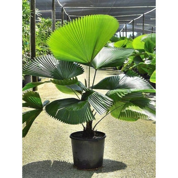 Round-Leaf Palm Green Plant Nordic Style Ins Potted Indoor Desktop Durable Trendy Plant Easy to Care for