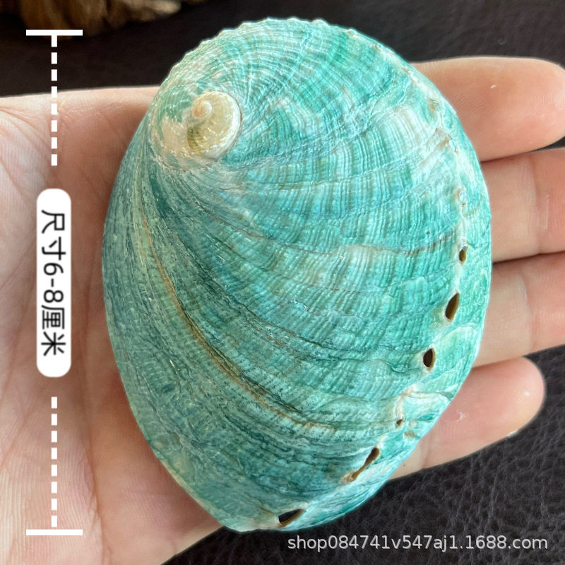 Natural Colorful Abalone Shells, Conch Shells, Home Accessories, Fish Tank Aquascape Handmade DIY Props