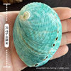 Natural Colorful Abalone Shells, Conch Shells, Home Accessories, Fish Tank Aquascape Handmade DIY Props