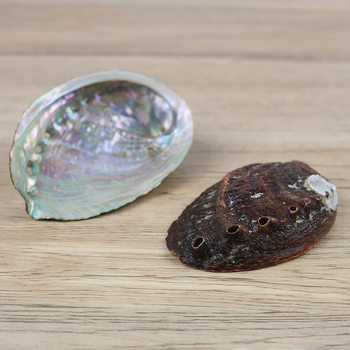 Yiwu Natural Abalone Shell Wholesale Shell Home Accessories Conch Shell Fish Tank Aquarium Landscaping DIY Roasted Rat Tail